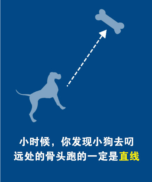 小时候，你发现小狗去叼远处的骨头跑的一定是直线